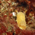 Archidoris Pseudoargus
