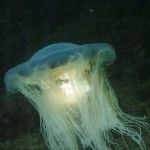 Blue Jellyfish
