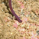 Bootlace Worm