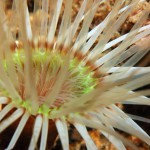 Burrowing Anemone