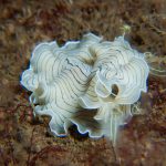 Candy Striped Flatworm