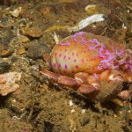 Cloak Anemone and Hermit Crab