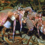 Cloak Anemones with two Hermit Crabs