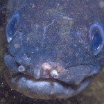 Conger Eel