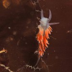 Coryphella Gracilis