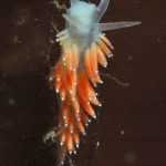 Coryphella Gracilis