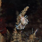 Coryphella Lineate