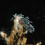 Coryphella Lineate feeding