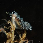 Coryphella Lineate