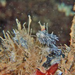 Coryphella Lineate