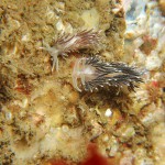 Coryphella Lineate
