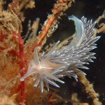 Coryphella Lineate