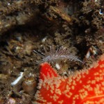 Coryphella Lineate