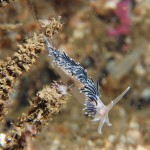 Coryphella Lineate with juvenile
