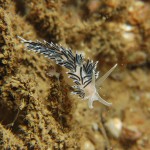 Coryphella Lineate with juvenile