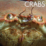 Crabs