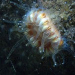 Devonshire Cup Coral