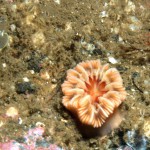 Devonshire Cup Coral