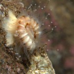 Devonshire Cup Coral