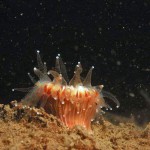 Devonshire Cup Coral