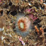 Devonshire Cup Coral