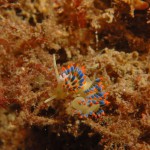 Cuthona Caerulea