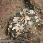 Dahlia Anemone closing up after  covering itself with shell fragments for concealment - taken at Fullarton Rock Lamlash Bay 