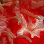 Dahlia