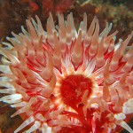 Dahlia