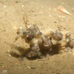 Doto Coronata