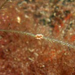 Doto Coronata