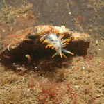 Eubranchus Farrani