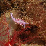 Faceline Auriculata