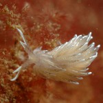 Favorinus Blianus