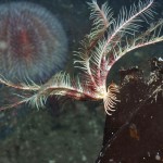 Featherstar on Kelp