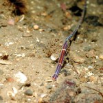 Football Jersey Worm