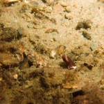 Football Jersey Worm