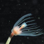 Tubularia Indivisa