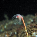 Tubularia Indivisa