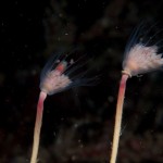 Oaten Pipe Hydroids (tubularia indivisa)