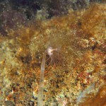 Corymorpha Nutans, Nodding Hydroid