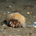 Hydractinia Echinata 