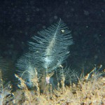 Obelia Geniculata