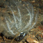 Obelia Geniculata