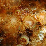 Jewel Anemones