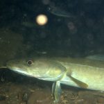 Ling in South Arran MPA, Lamlash Bay