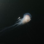 Juvenile haddock shelters in Lions Mane's stingers