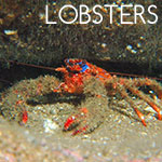 Lobsters