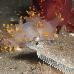 Lomanotus Genei: two different colours with juvenile Dab