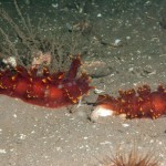 Lomanotus Genei